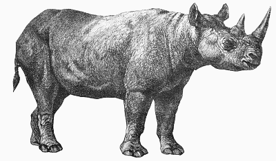 rhino 4