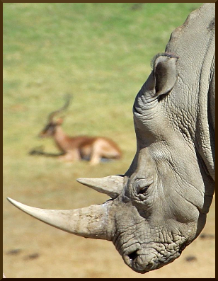 rhino photo