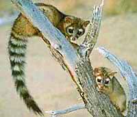 Ring-tailed cats