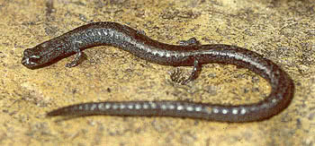 Black-bellied slender salamander  Batrachoseps nigriventris