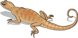 Brown Salamander