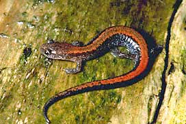 Eastern Red-backed Salamander  Plethodon cinereus