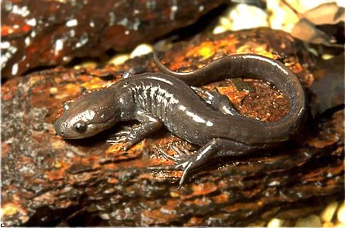 Jeffersons salamander