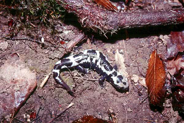 Marbled salamander  Ambystoma opacum