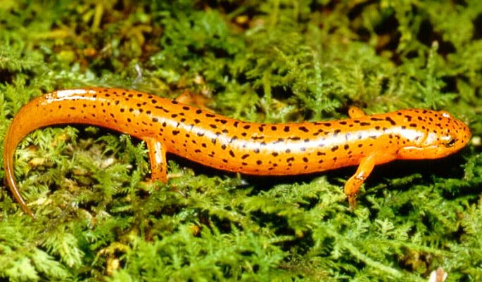 Northern red salamander  Pseudotriton ruber