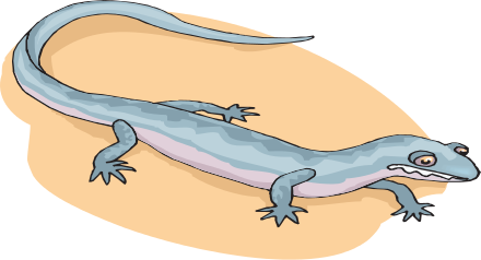 Salamander blue on sand
