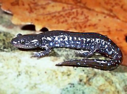 blue spotted salamander