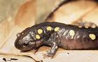 spotted_salamander/
