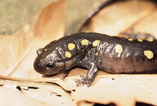 spotted salamander 2