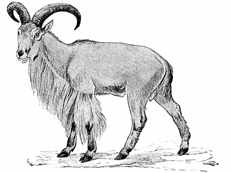 Barbary Sheep  Ovis tragelaphus