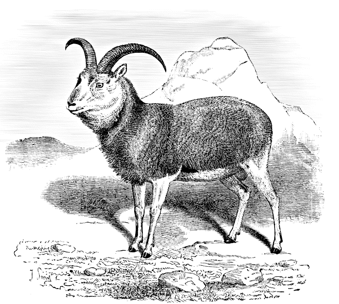 Blanfords Sheep  Ovis blanfordi