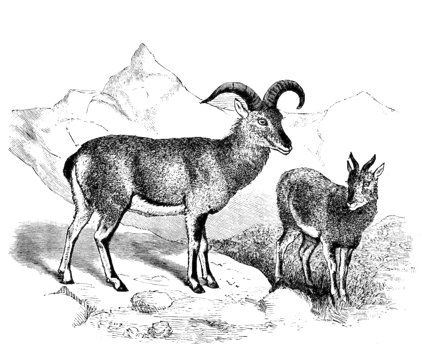 Himalayan Burrhel Sheep  Ovis burrhel