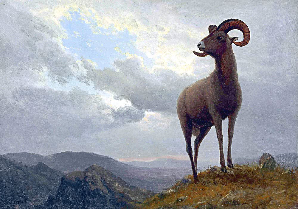 Long Horned Sheep painting