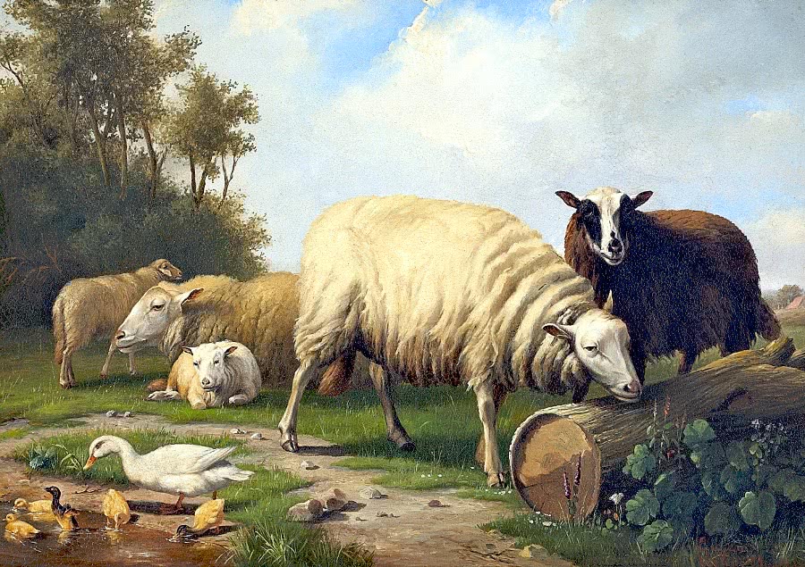 Sheep and ducks in pasture