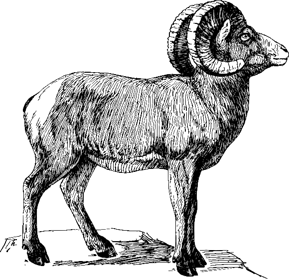 Bighorn sheep art