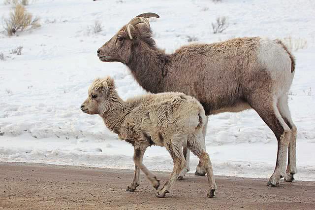 Bighorn sheep ewe w calf