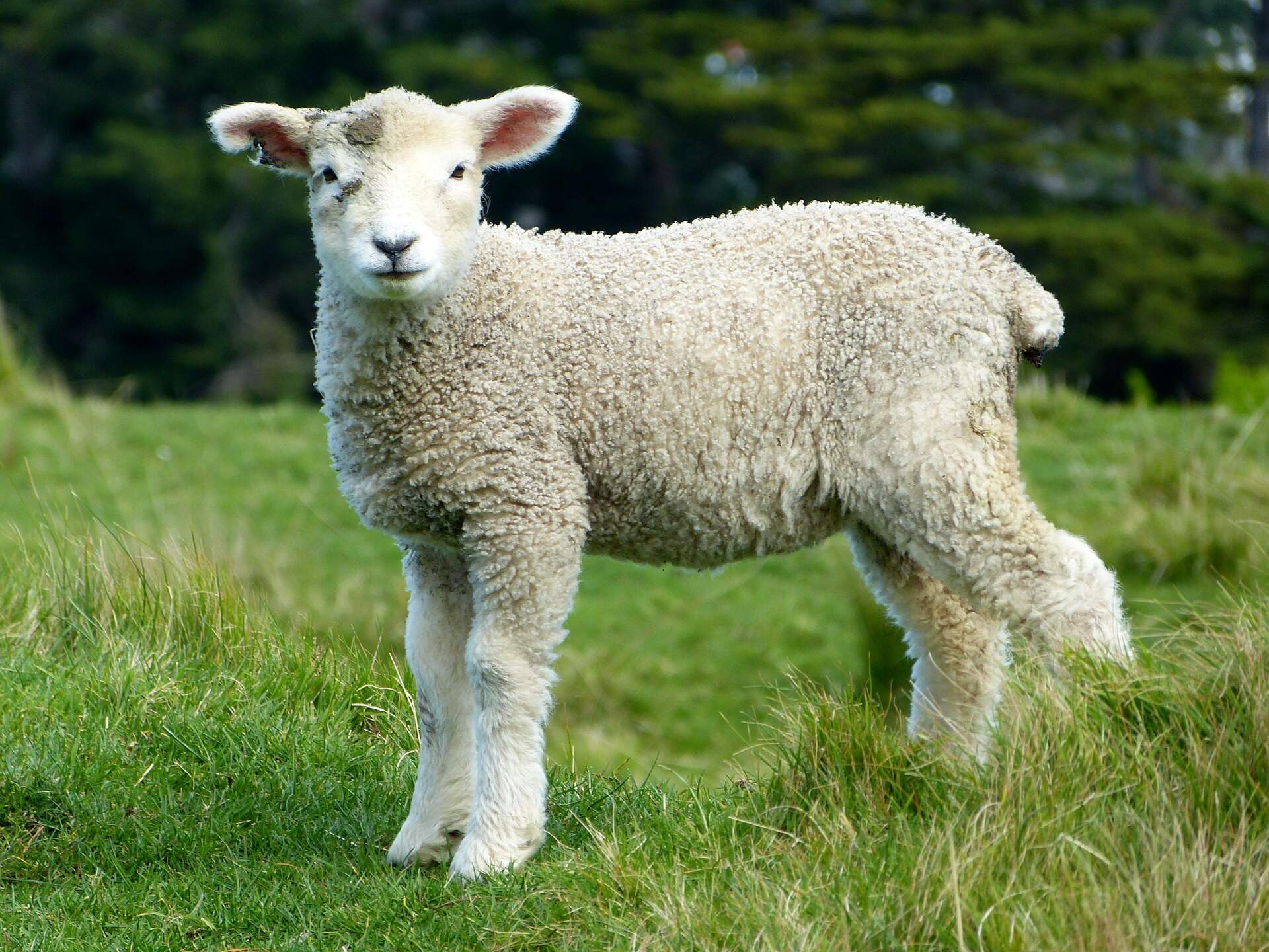 sheep-lamb