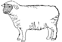 sheep-outline