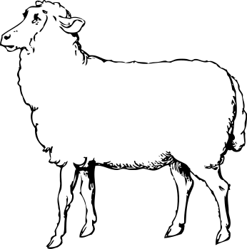 sheep BW