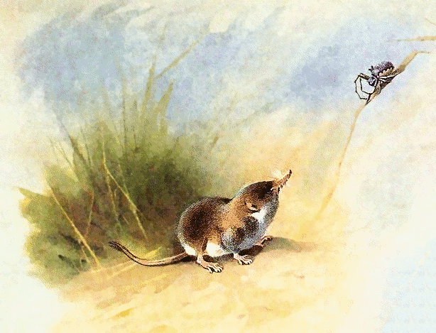 Common shrew illustration