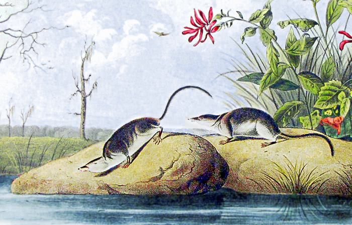 Marsh shrew  Sorex bendirii