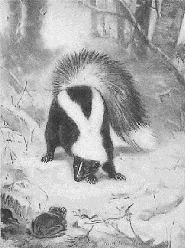 Common skunk