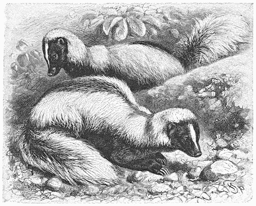 Hog-nosed skunks  Conepatus humboldtii