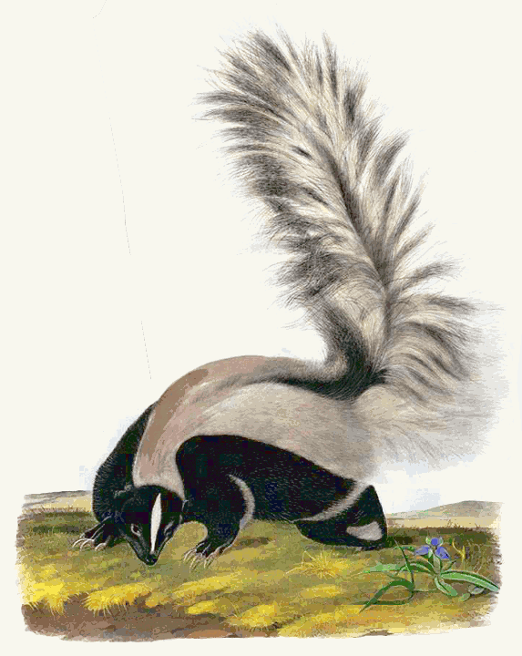 Large-tailed skunk