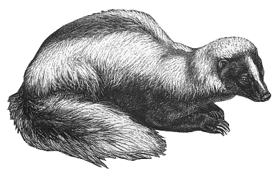 skunk 3