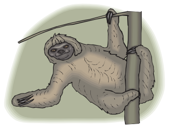 Sloth Leaning from a Branch