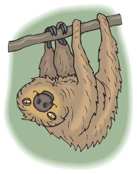 Sloth happy