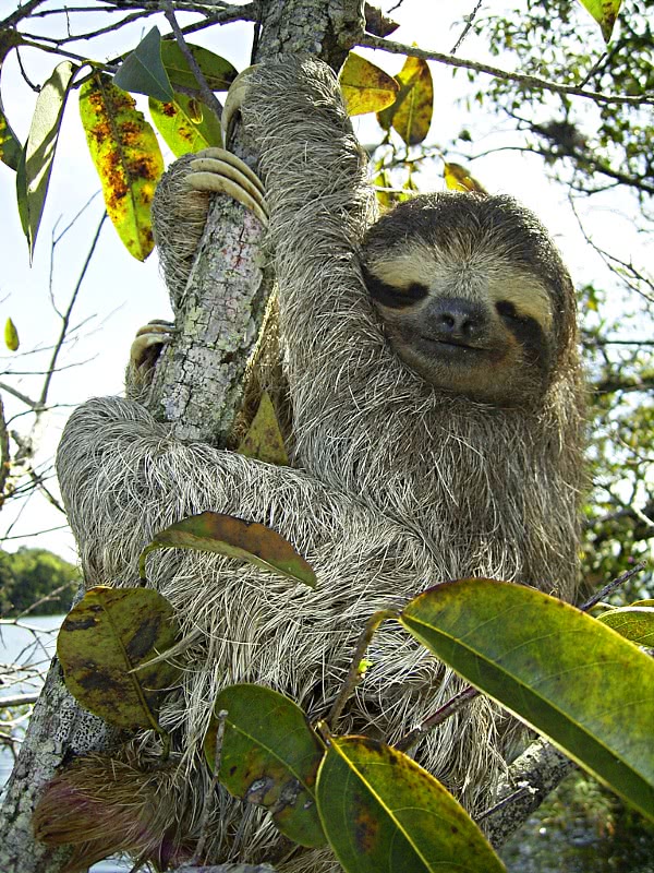 Three-toed-sloth  Bradypus variegatus