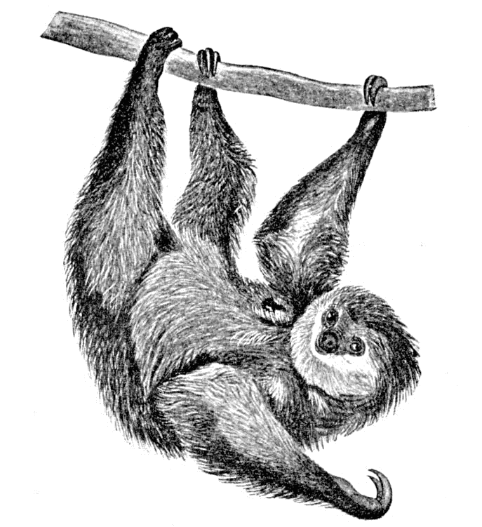 Unau or Two-toed Sloth  Choloepus didactylu