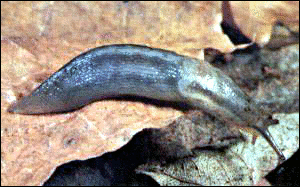 Slug tree