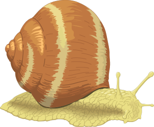 snail 02