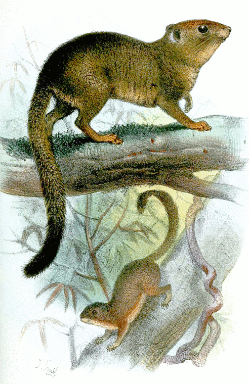 Neotropical pygmy squirrel  Sciurus pusillus