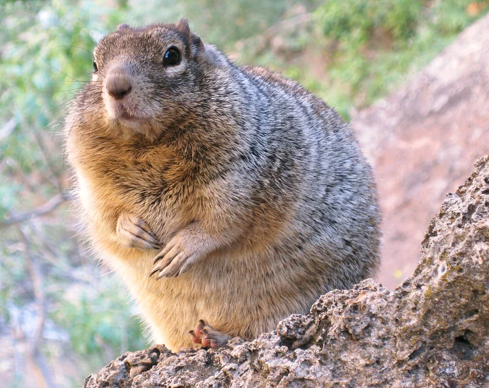 Overfed Rock Squirrel
