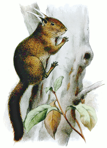 Pygmy squirrel  Exilisciurus