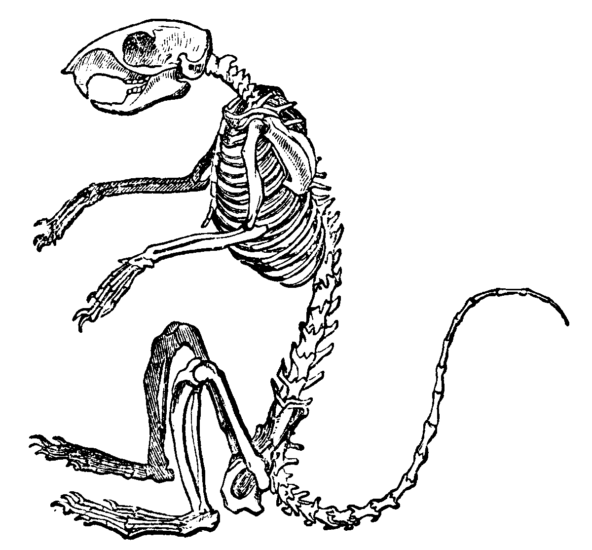 Squirrel skeleton