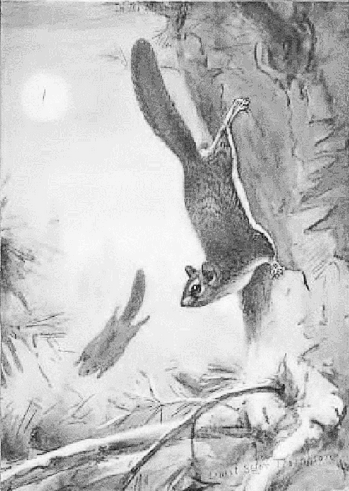 Flying Squirrels BW 2
