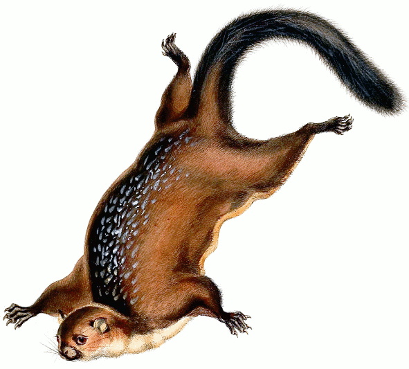 Spotted Giant Flying Squirrel  Petaurista elegans