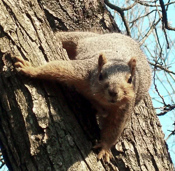 Fox squirrel at Morton Arboretum