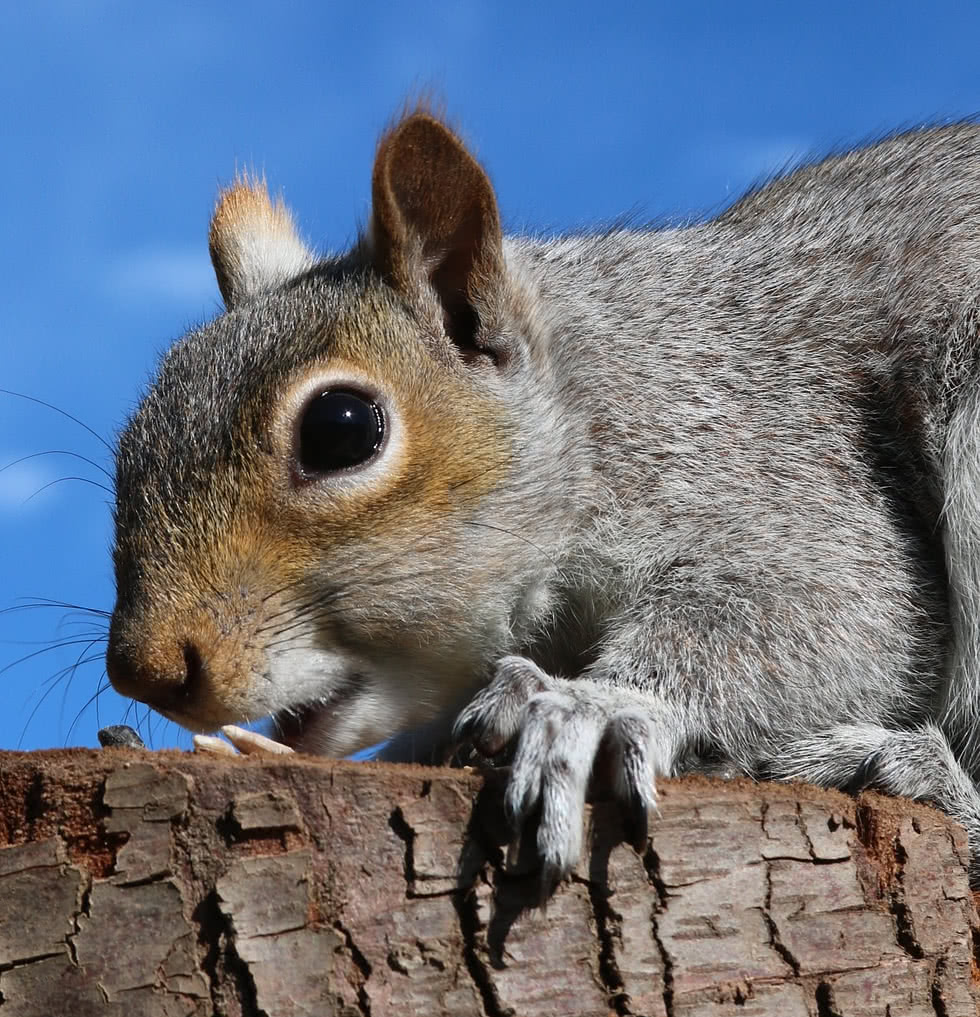 Gray Squirrel closeup