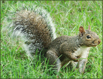 gray squirrel photo
