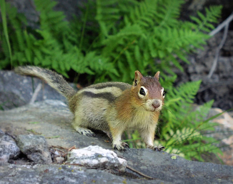 Golden-mantled Ground squirrel