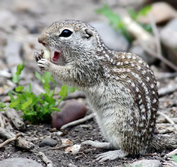 Mexican Ground squirrel  Ictidomys mexicanus