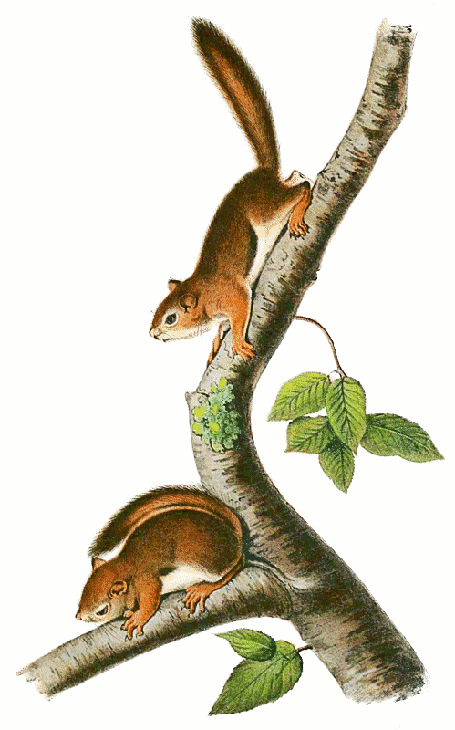 Richardson's ground squirrel  Urocitellus richardsonii