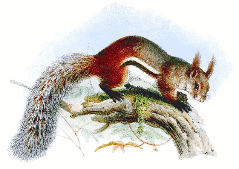 Tufted ground squirrel  Rheithrosciurus macrotis