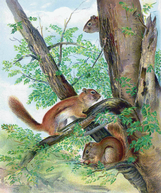 Red Squirrel  Sciurus hudsonicus gymnicus