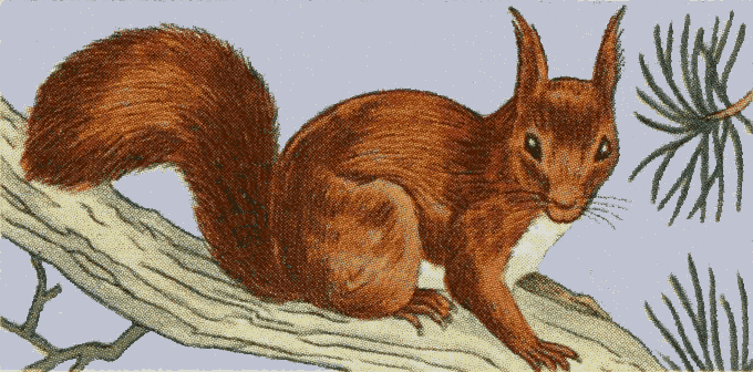 Red Squirrel clipart